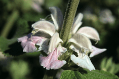 Des images de diff�rentes plantes